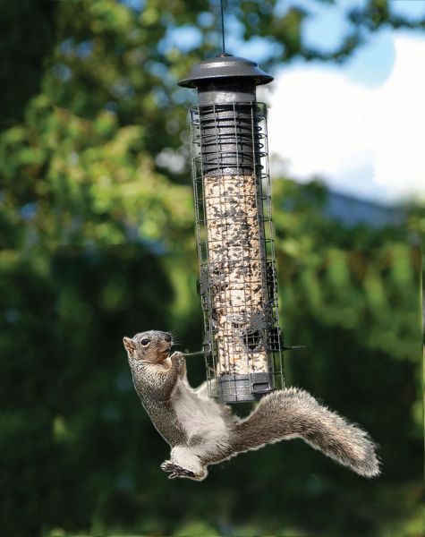 Dragonfly Squirrel-Resistant Tube Bird Feeder Stylish